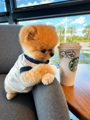 Jiffpom coffee run